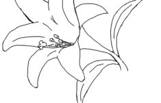 Easter Lily Spring Flower Coloring Page in Easter Lily Coloring Page Printable