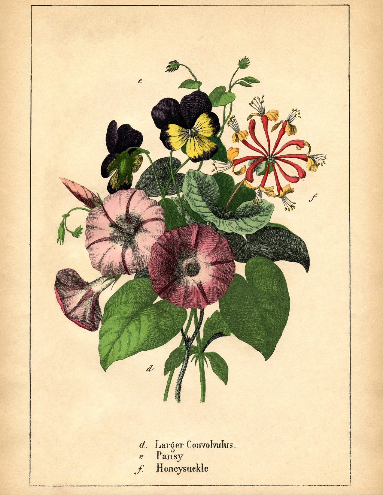 11 Botanical Flower Prints! - The Graphics Fairy with Fairy Graphics Free Printables