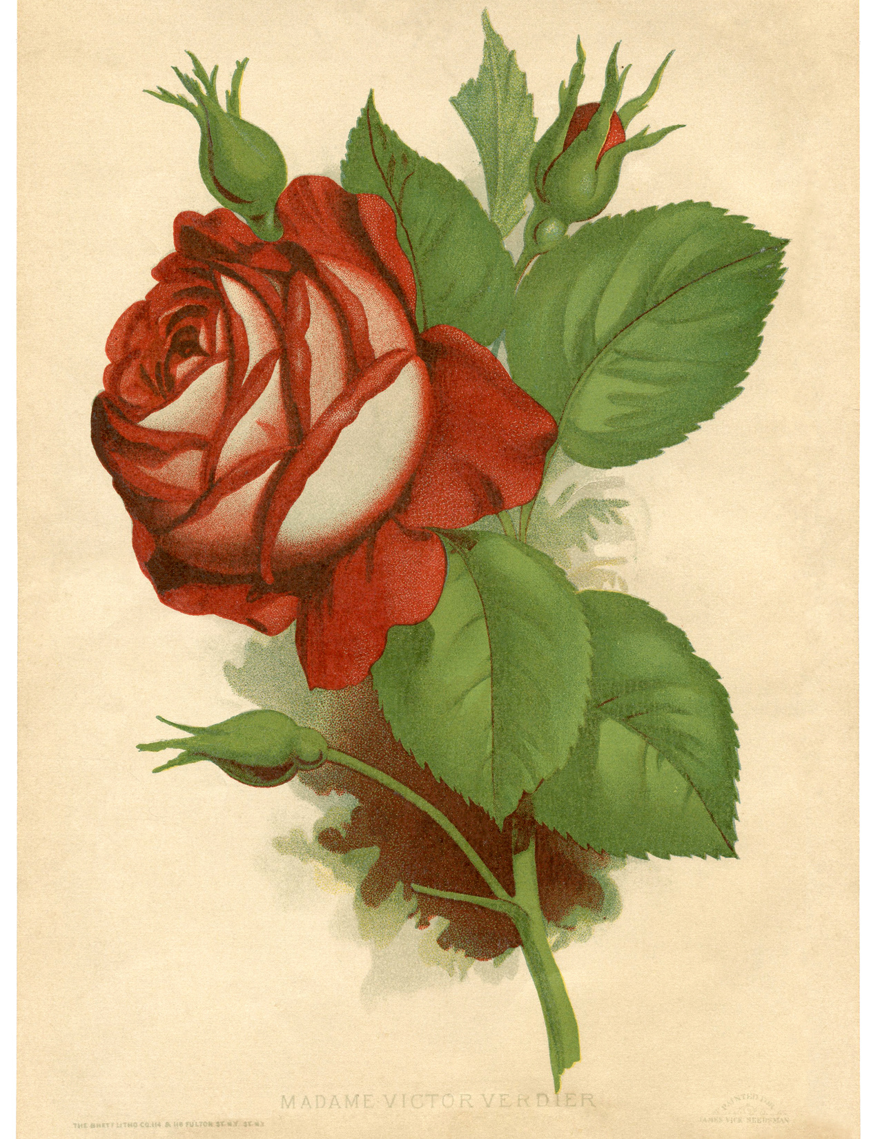 230 Free Vintage Prints: Printable Wall Art in Fairy Graphics Free Printables