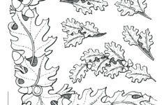 900+ Leather Tooling Patterns Ideas | Leather Tooling Patterns pertaining to Free Printable Holster Acorn Pattern