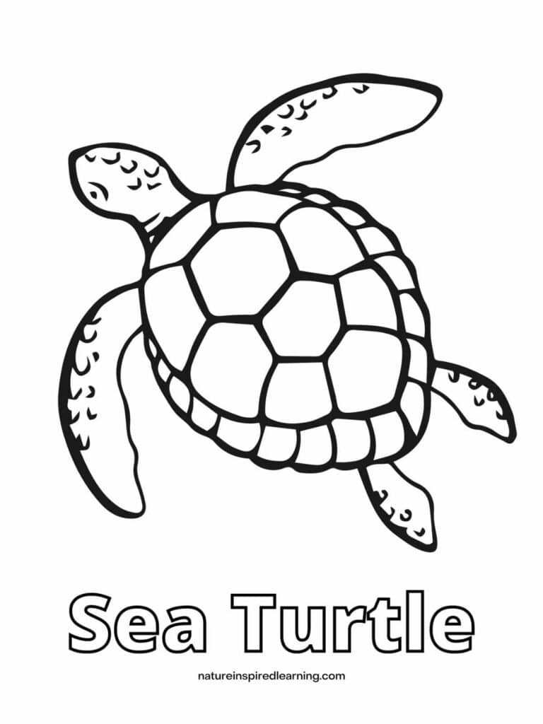 Beautiful Sea Turtle Coloring Pages - Nature Inspired Learning throughout Free Printable Sea Turtle Template