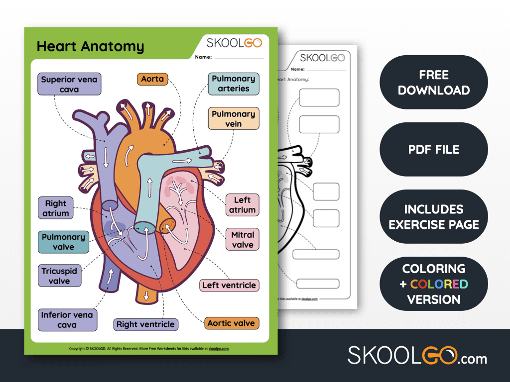Free Anatomy Printable Worksheets - Skoolgo intended for Free Anatomy Printables