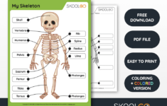 Free Anatomy Printable Worksheets – Skoolgo throughout Free Anatomy Printables