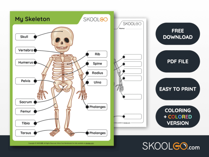 Free Anatomy Printables