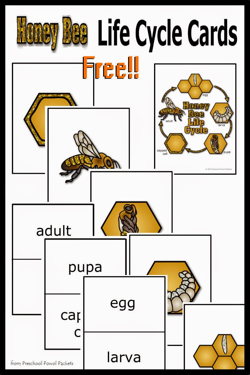 Free} Honey Bee Life Cycle Cards! regarding Free Printable Bee Life Cycle Worksheets