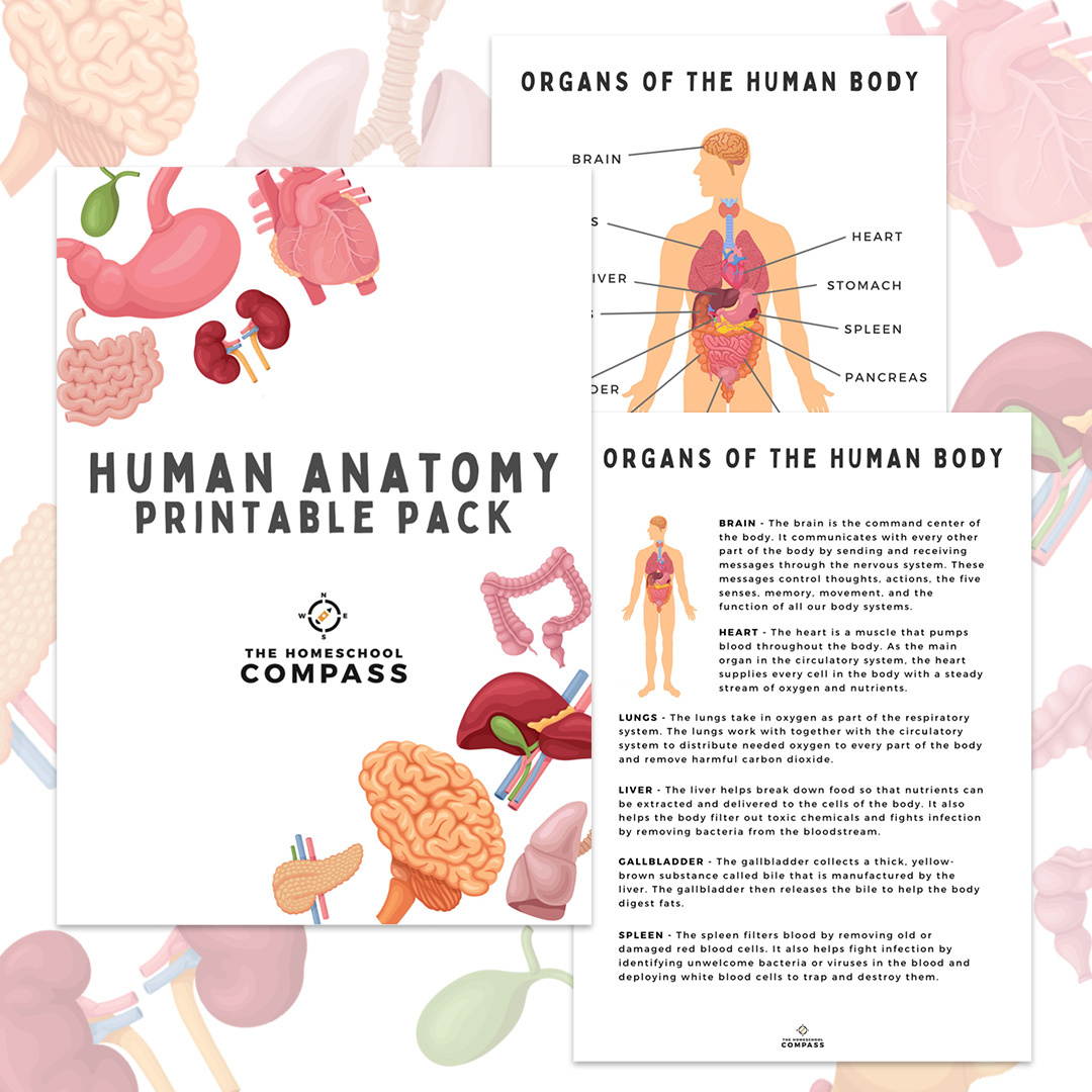 Free Human Anatomy Printable Pack - Homeschool Compass pertaining to Free Anatomy Printables