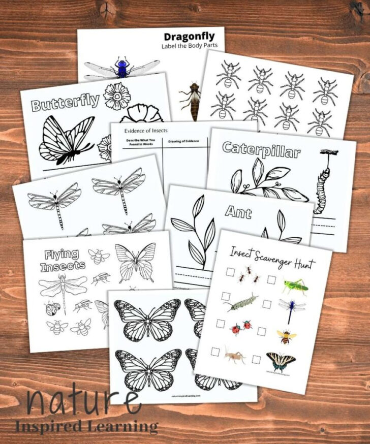 Free Minibeast Printables