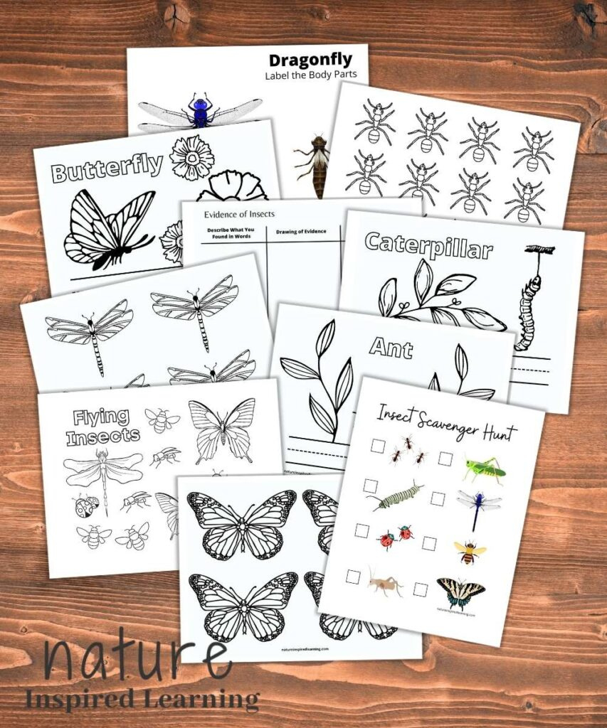 Free Insect Printables And Activities For Kids - Nature Inspired for Free Minibeast Printables