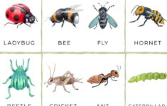 Free Printable Insect Flashcards throughout Free Insect Printables