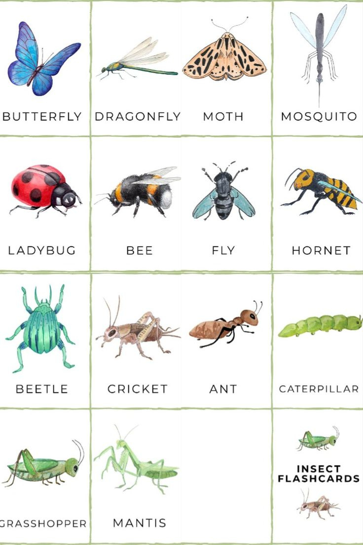 Free Printable Insect Flashcards throughout Free Insect Printables