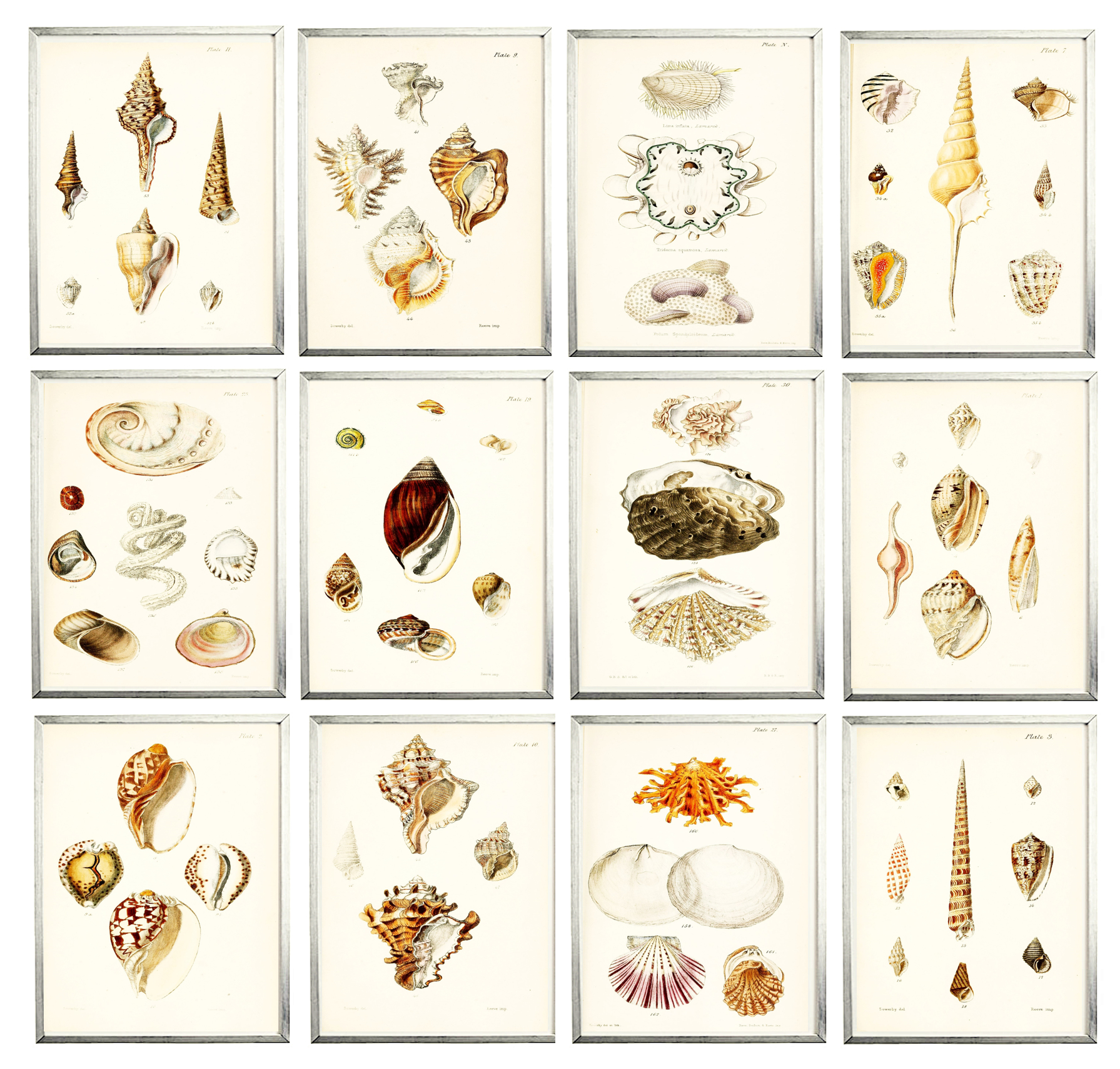 Free Printable Seashell Art | Simply Maderebecca regarding Free Seashell Printables