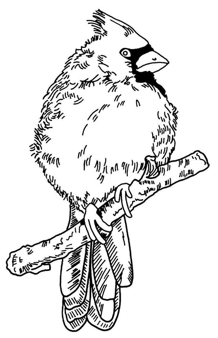 Free Wood Burning Patterns Of Cardinals intended for Free Printable Wildlife Wood Burning Patterns