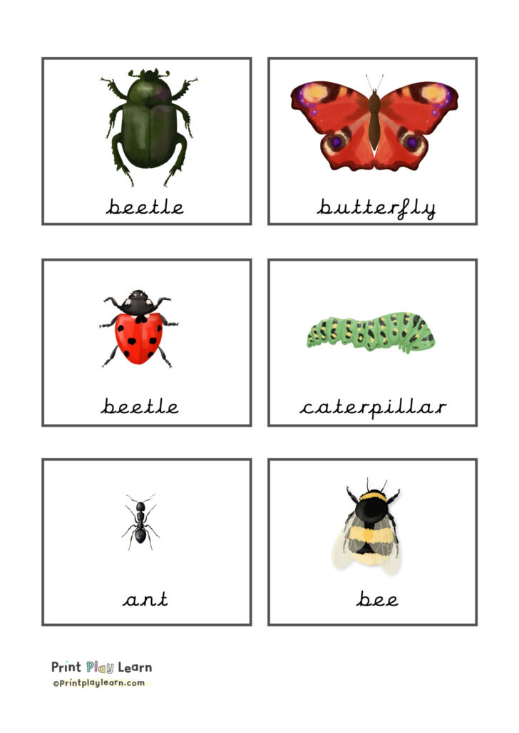 Free Printable Insect Flashcards