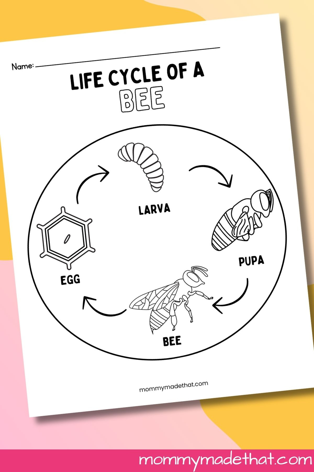 Life Cycle Of A Bee Worksheets (Free Printables) regarding Free Printable Bee Life Cycle Worksheets