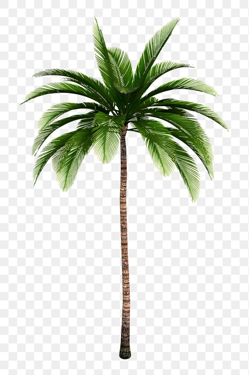 palm tree images free hd backgrounds pngs vectors templates regarding free palm tree templates Palm Tree Images | Free Hd Backgrounds, Pngs, Vectors & Templates regarding Free Palm Tree Templates