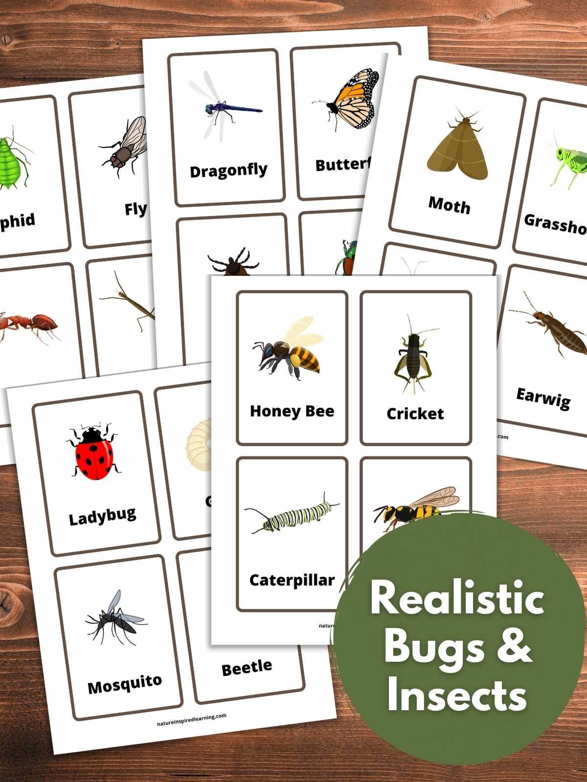 The Best Insect Flashcards - Nature Inspired Learning throughout Free Printable Insect Flashcards