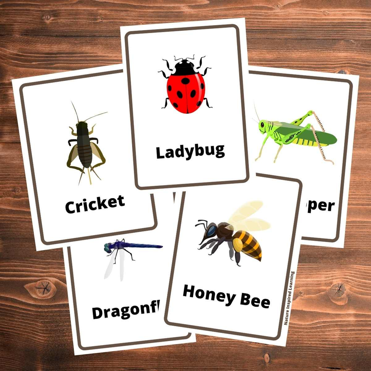 The Best Insect Flashcards - Nature Inspired Learning throughout Free Printable Insect Flashcards