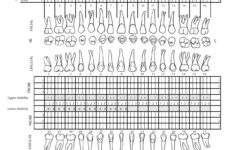 Tooth Chart Full Sheet - 15 Free Pdf Printables | Printablee inside Free Printable Blank Perio Chart