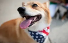 14 Of The Most Patriotic Pets In America
