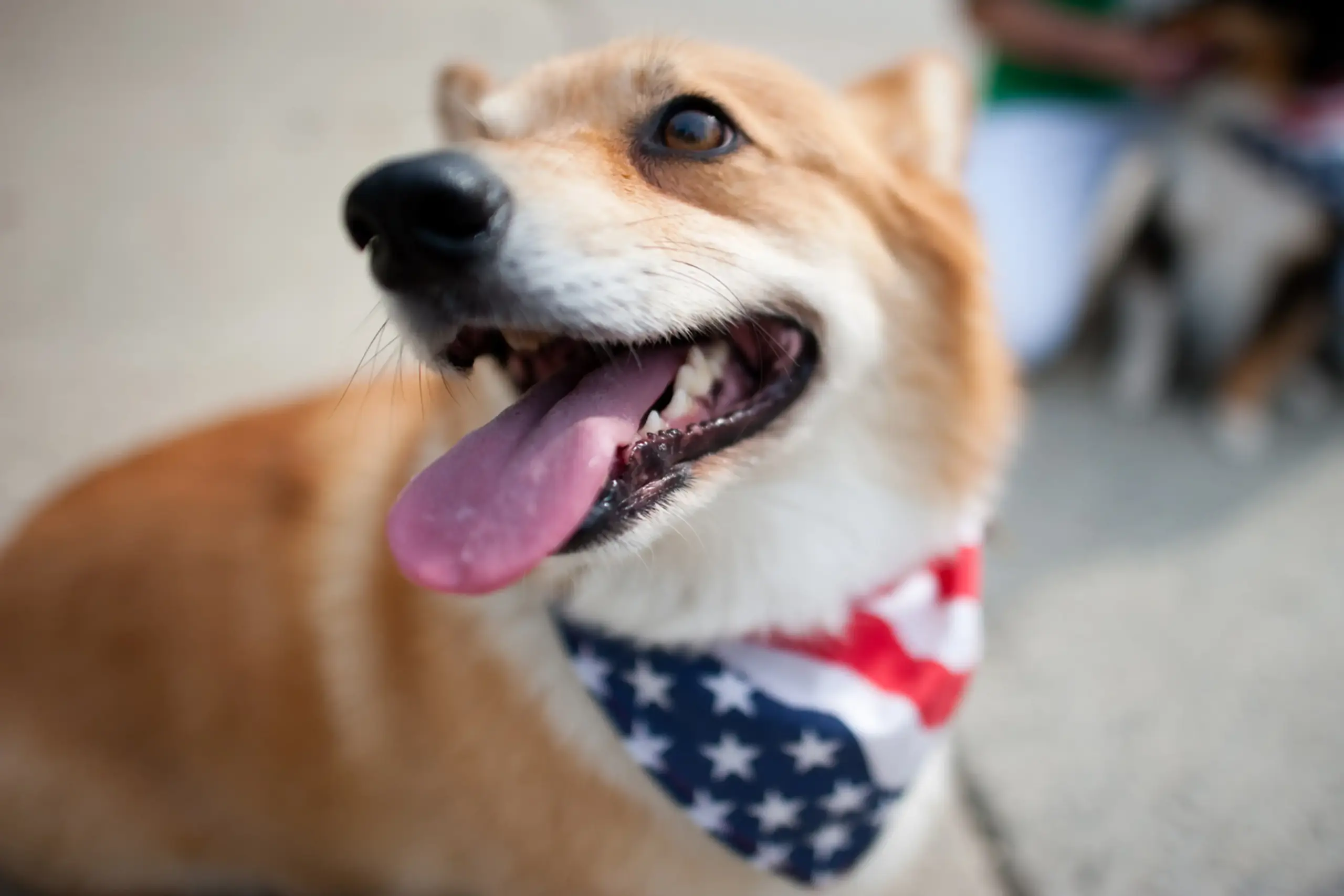 14 Of The Most Patriotic Pets In America