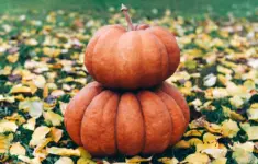 195919 7 Poems To Read At Thanksgiving Dinner To Remind You Of Everything Good In The World
