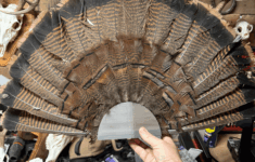 853077 Turkey Fan Tail Wall Mount