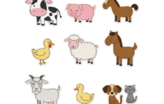 Animal