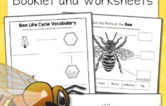 Bee Life Cycle Worksheets