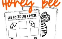 Bee Life Cycle Worksheets