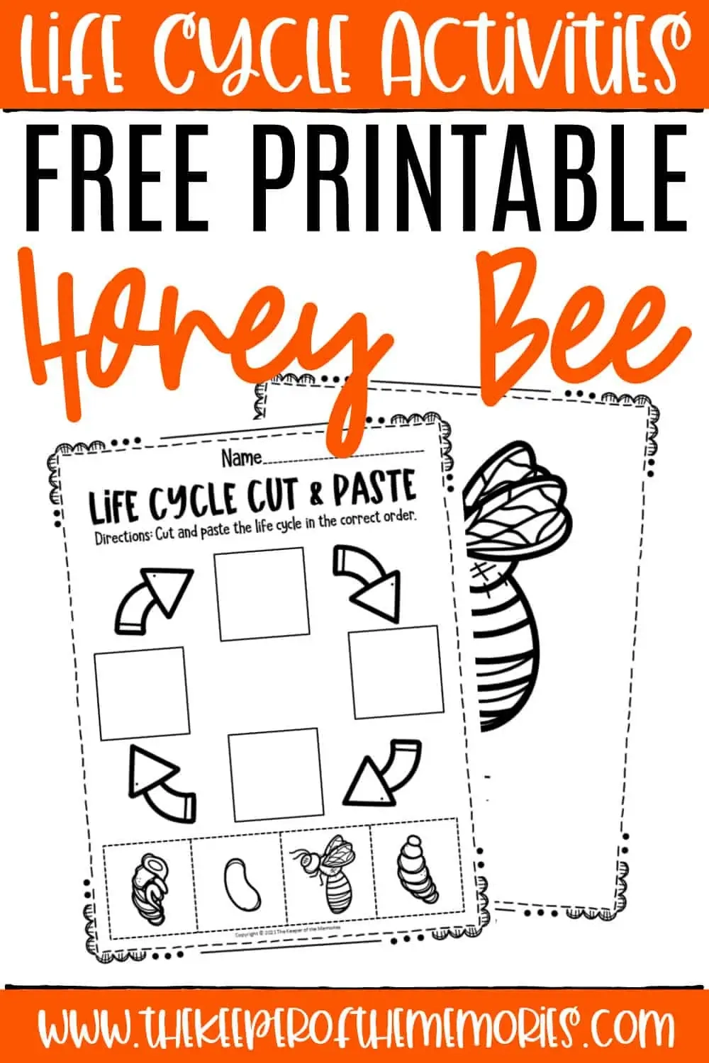 Bee Life Cycle Worksheets
