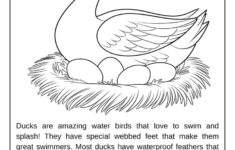 Duck Coloring Pages
