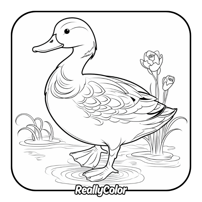 Duck Duck