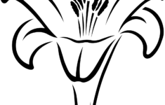 Easter Lily