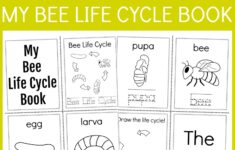 Easy Bee Life Cycle Learning Kit