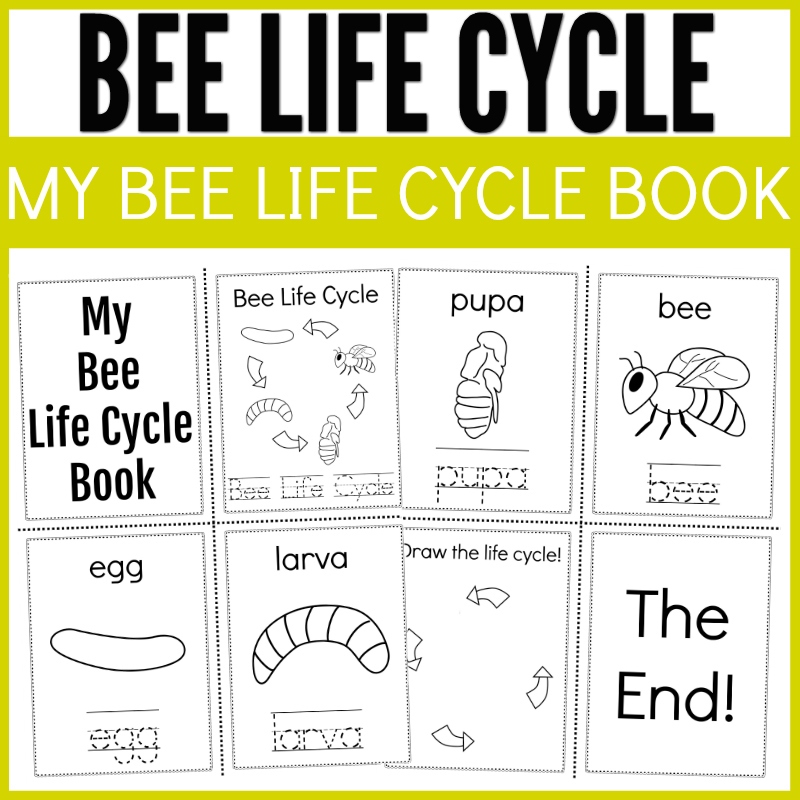Easy Bee Life Cycle Learning Kit Easy Bee Life Cycle Learning Kit