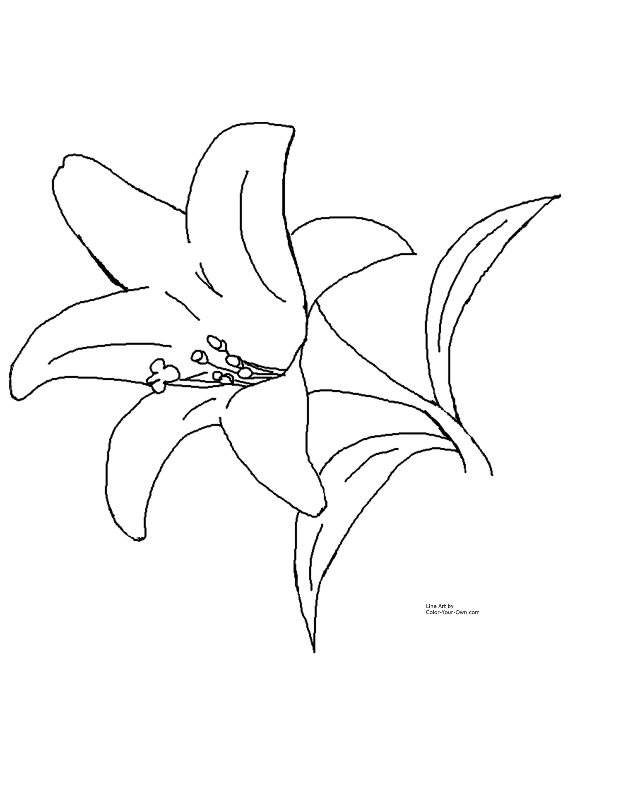 Flower Spring Lily Coloring Page