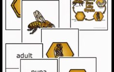 Free Honey Bee Life Cycle Cards