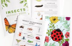 Free Insect Nature Study Printable Pack