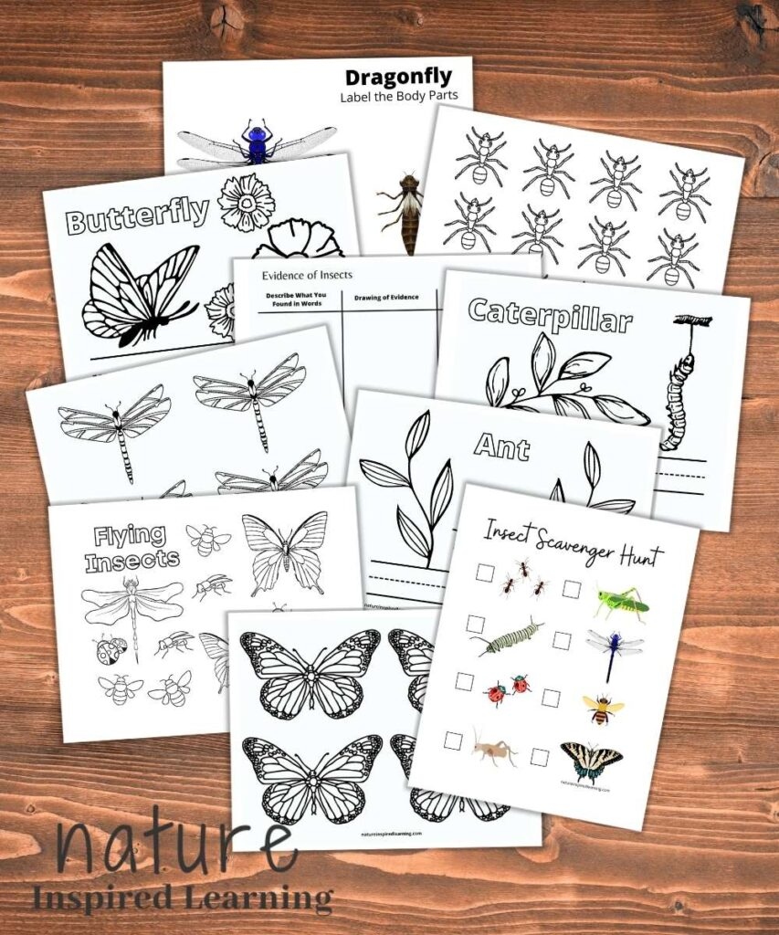 Free Insect Printables Activities For Kids Free Insect Printables Activities For Kids