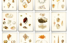 Free Printable Seashell Art