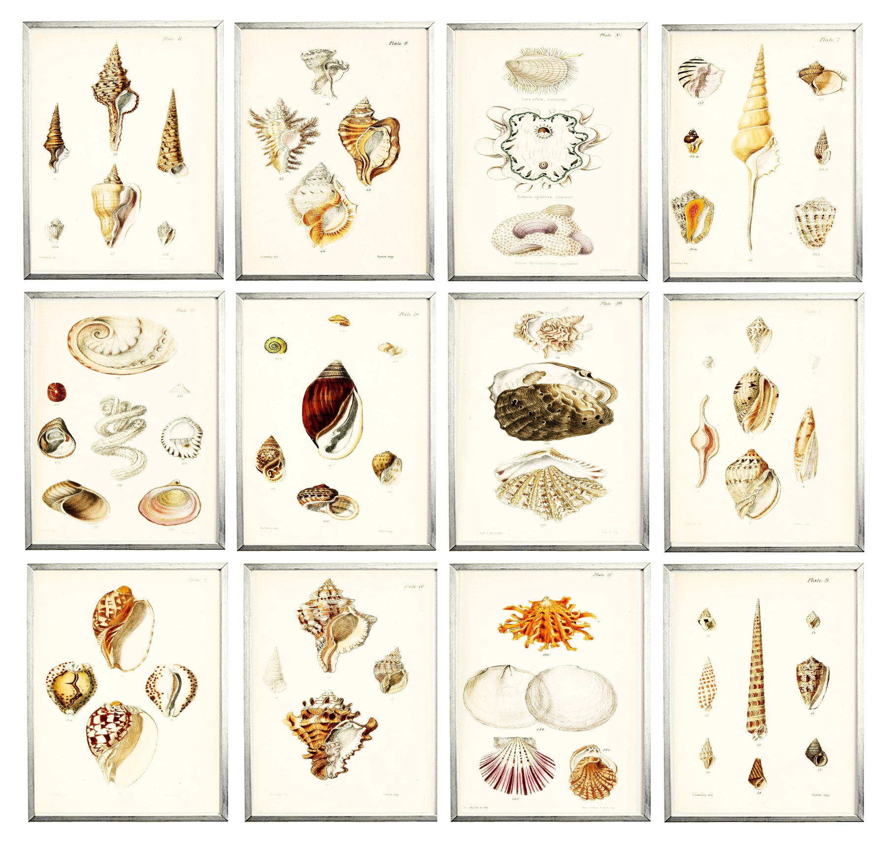Free Printable Seashell Art