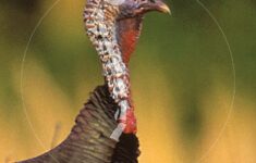 Free Printable Turkey Targets