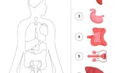 Human Body Parts Cut Outs