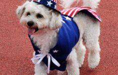 Independence Day Pets 24337740