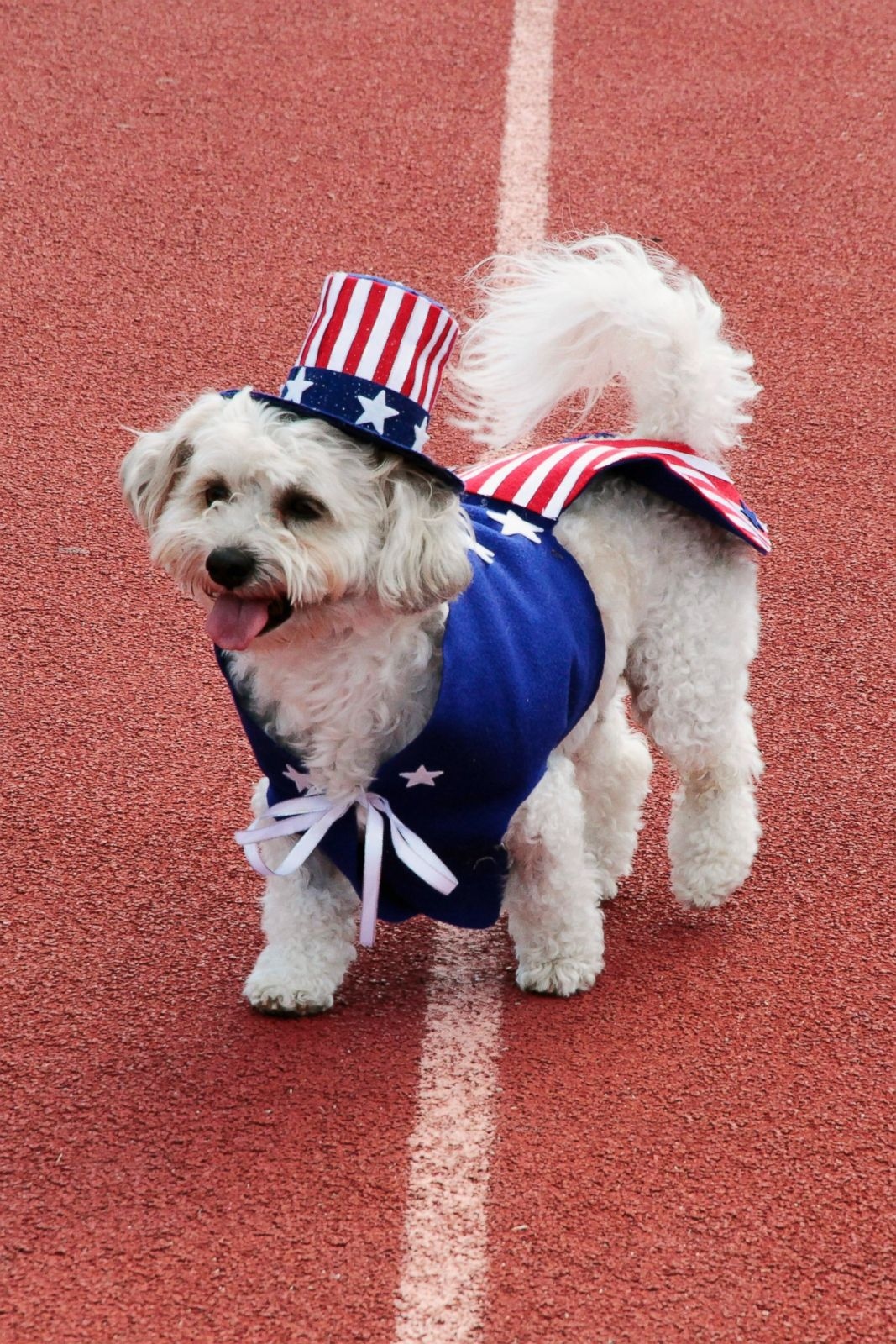 4th of july dog and animal images cute patriotic pet photos