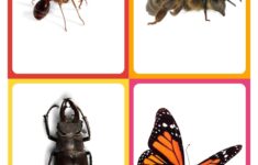 Insect Flashcards