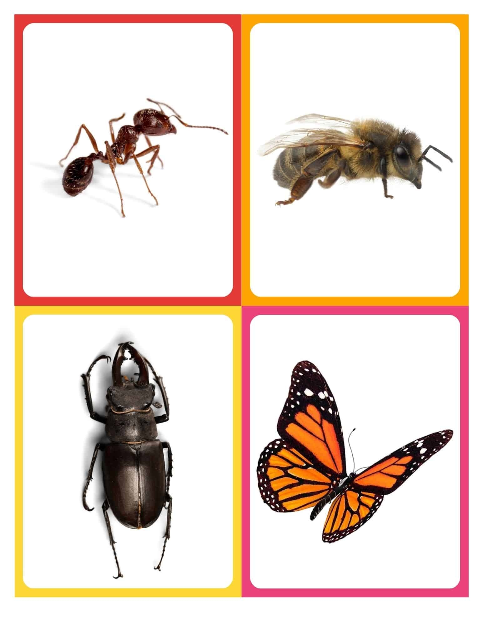 Insect Flashcards Insect Flashcards