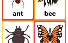 Insect Flashcards