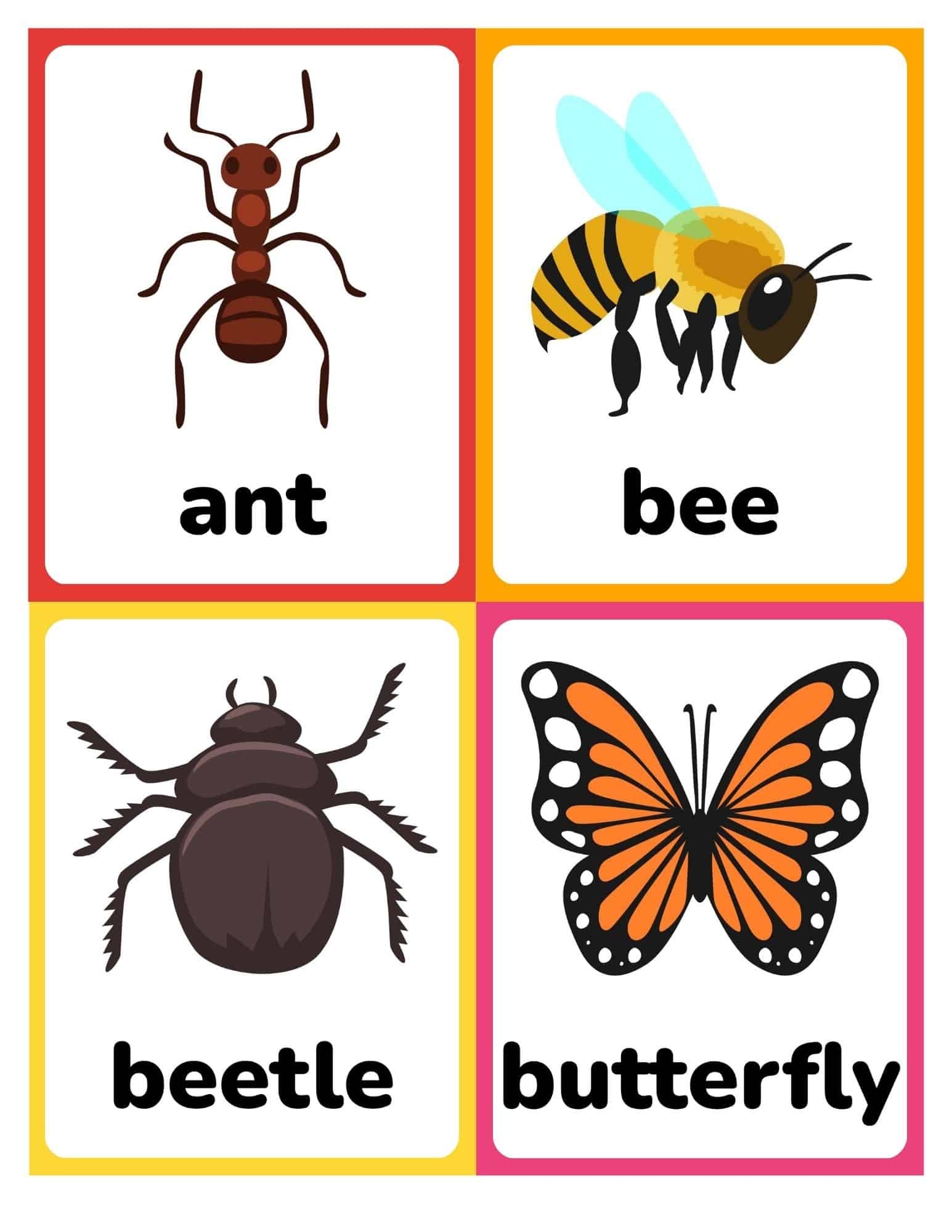 Insect Flashcards Insect Flashcards