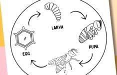 Life Cycle Of A Bee Worksheets
